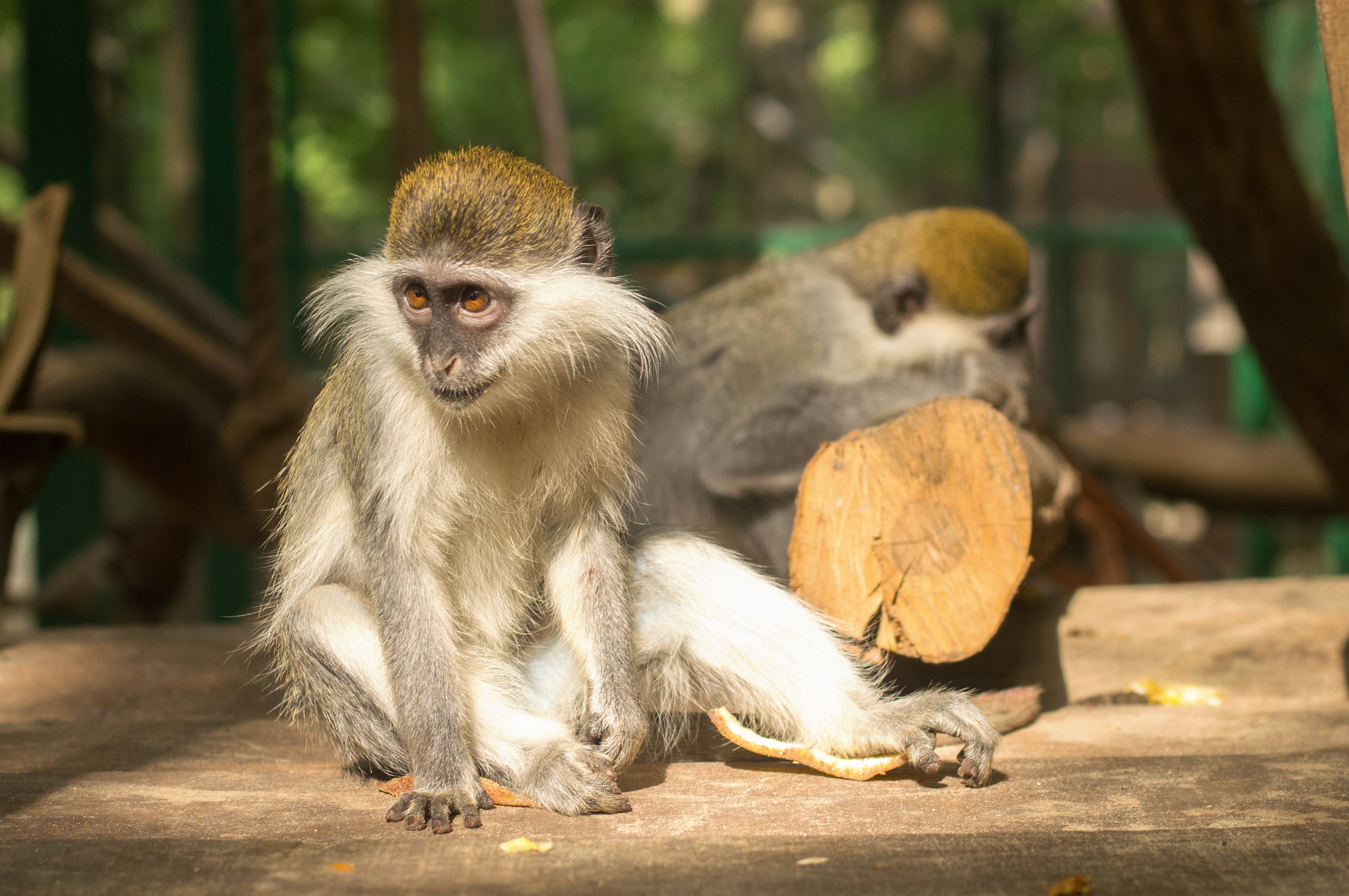 Green monkeys at the Barbados Wildlife Reserve