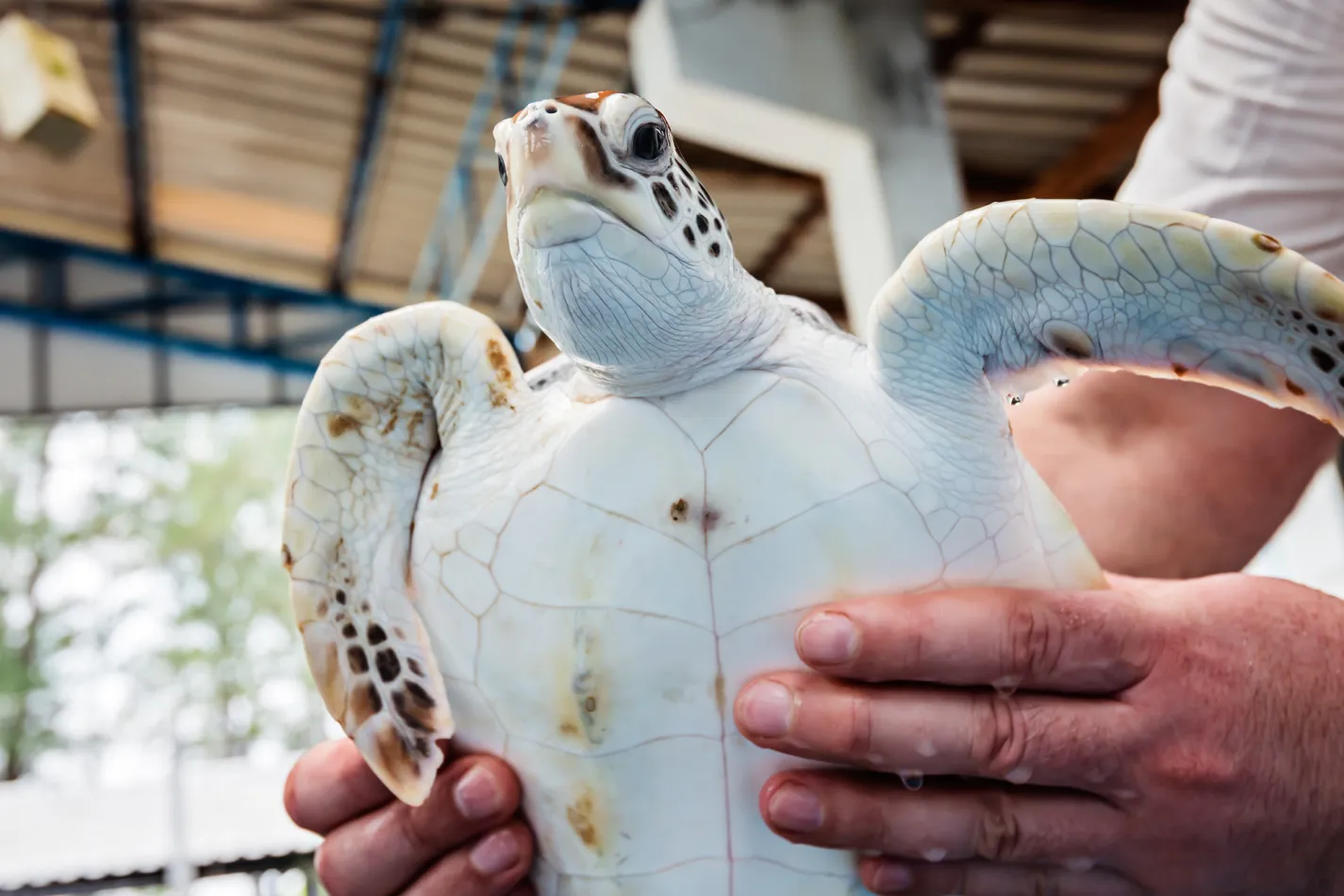 Sea Turtles